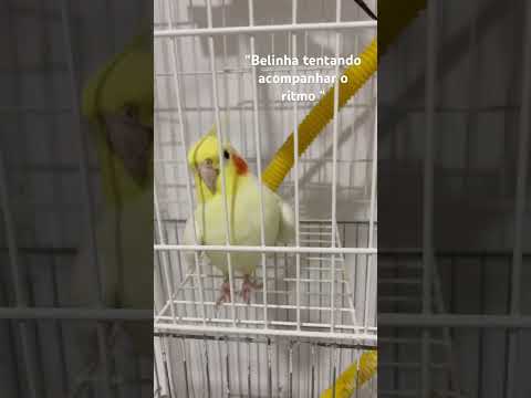 #foryourpage #calopsita #petsfofinhos #foryou #birds #cockatiel #funny #fyp #music #youtube
