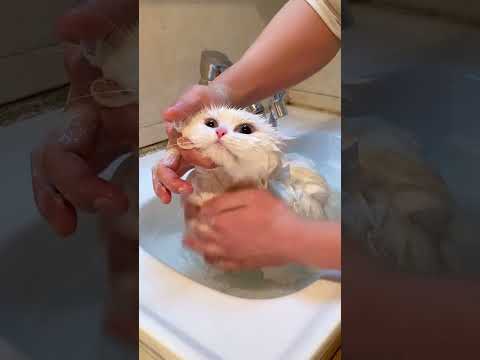 Can't get up and wash a cat in the middle of the night. The fun of the cat owner. The cat is tak
