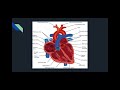 Anatomy Insights for Phlebotomy Professionals