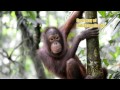 Orangutan Intelligence and Conservation