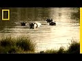 The Story of Pablo Escobar's Hippos
