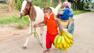 Cubis takes goat and baby monkey out of house to visit monkey Cubis! Touching moment!