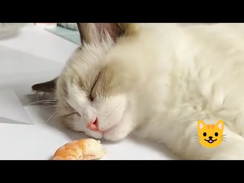 Cute 😺 funny cats 😺