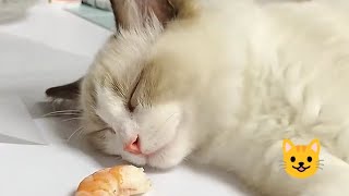 Cute 😺 funny cats 😺
