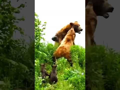 الدخيل .. الدبه الأم تحمي أشبالها.