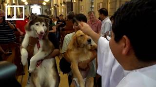 YouTube video thumbnail: In Manila, Pets get Their Special Annual Blessing