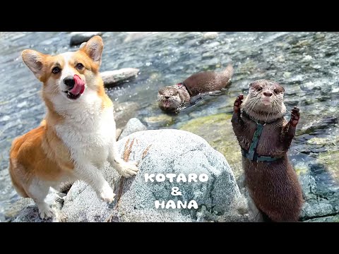 川ではしゃぐカワウソに必死についていく泳げないワンコ　Otters Show Off Swimming Skills to Doggie Friend