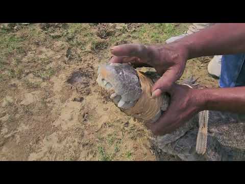 रेस्क्यू किए गए मगरमच्छ को रिलीज किया । Tiger Bhaijaan l 🐊