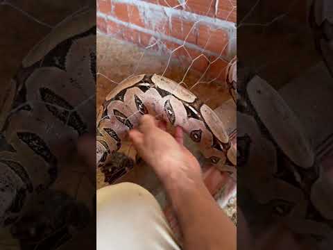 Dando trabalho pra tirar a cobra do galinheiro #vidanaroça