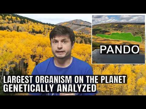 DNA Analysis of Pando Reveals it's The Largest and Oldest Organism on Earth