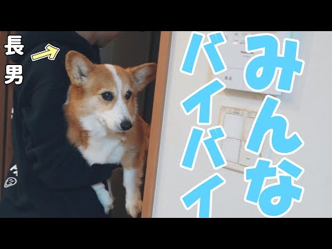 大好きな長男にさらわれてしまうコーギー犬。と、奪い返す母