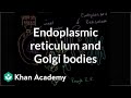 Cellular Processes and Protein Synthesis