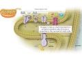 Understanding Cellular Respiration and the Electron Transport Chain