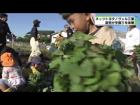 焼きいもや給食に　園児がシルクスイートと紅はるか収穫　三重・菰野町