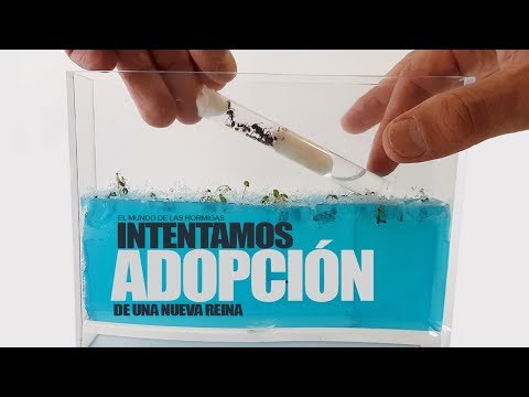ADOPCIÓN! MATARÁN A LA NUEVA HORMIGA REINA O LA ACEPTARÁN ?