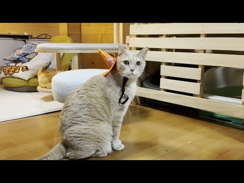 目が大きくて帽子に動じないかわいい猫・ひのき サムネイル