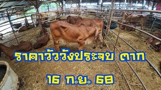 ราคาวัวตลาดนัดโค กระบือวังประจบ ตาก ( 16 กันยายน 2568 )