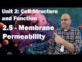 Cell Membrane and Wall Functions