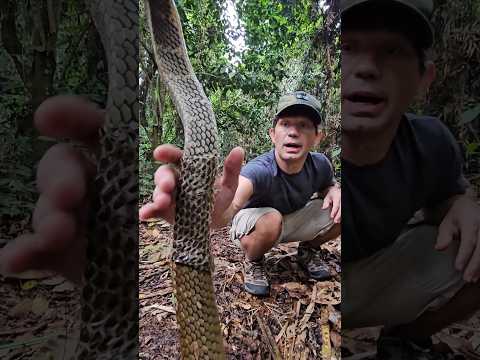 Helping a King Cobra with Stuck Shed!