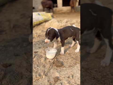 Morning Milk with My Little Pup!