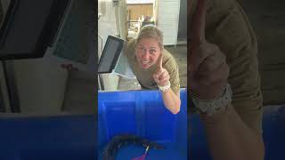 Alligator Season 2025! Swamp People! Swamp Life! Born on da Bayou! #swamplife