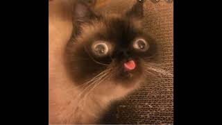Mystic Lynx Live Stream