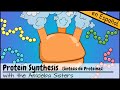 Exploring the Steps of Protein Synthesis