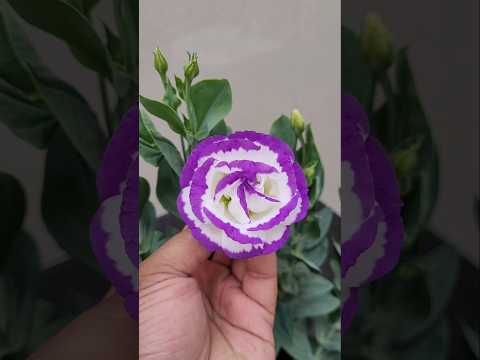Beautiful Lisianthus Flower #urbangardening #gardening #howto #garden #lisianthus #flowers #plants