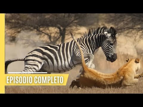 Sólo León Aquí - Enfréntate a una atrevida cebra (Episodio 3) | En español