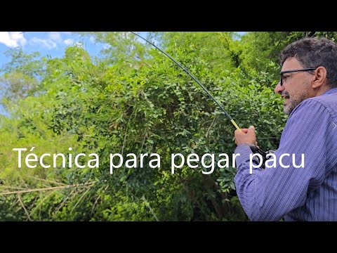 Aprenda isso e só vai pegar pacu