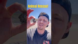 Rescuing a Turtle Crab #animals #nature #shorts