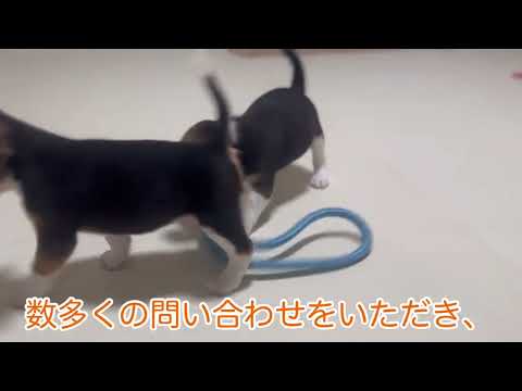 ビーグル赤ちゃんご家族募集中!