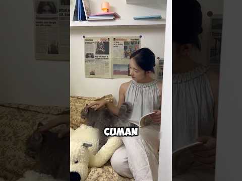 gadis ini bangun ruang rahasia bersama kucingnya ‼️#shorts