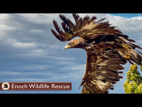 The Death Defying Golden Eagle!
