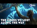 Evolutionary Genetics and Taste Receptors