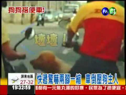黃金獵犬跳錯車,快遞嚇到車倒了
