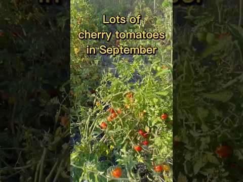 Cherry tomatoes in September￼￼