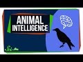 Animal Intelligence and Cognitive Studies