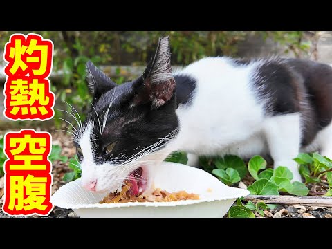 灼熱と空腹で鳴いている猫にご飯をあげたら・・・ プラダちゃん さくらねこへのエサやり