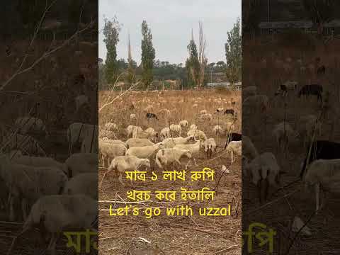 লাখ টাকা খরচ করে ইতালি #rome #news #italy