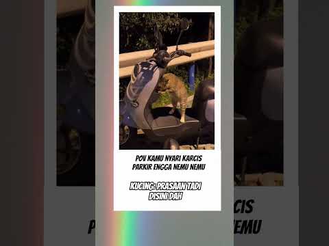 Kucing oyen memang beda #kucing #fyp #videolucu