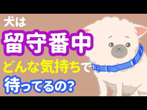 犬は留守番中どんな気持ちでいるの？行動からわかる犬の本音