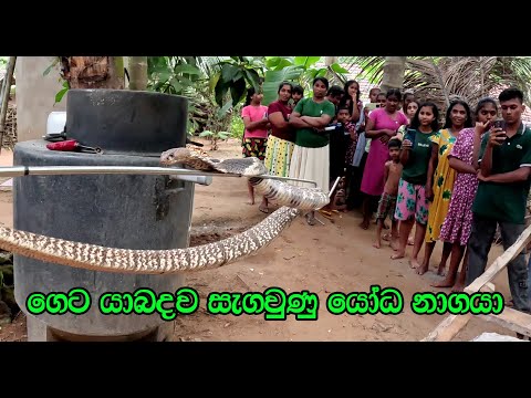 The giant cobra near house