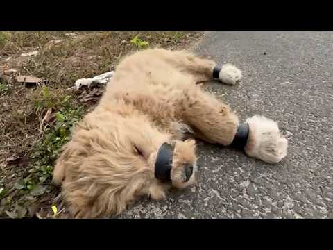 ¡Maldad Expuesta! Dos Cachorros Abandonados y al Borde de la Muerte – ¡Mira el Increíble Rescate!