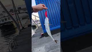 🎣 Pescar noutra ilha… valeu a pena? pt 2