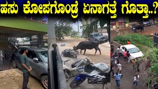 ಹಸು ಕೋಪಗೊಂಡ್ರೆ ಏನಾಗತ್ತೆ ಗೊತ್ತಾ..?
