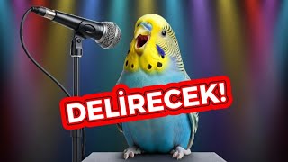 Gerçek Muhabbet Kuşu Sesiyle Kuşunuzu Konuşturun! 🐤 Kuşlar İçin Doğal Ötüş!