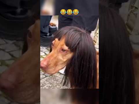 😂 #funny #funnyvideo #memes #comedy #viralvideo #humor #shortvideo