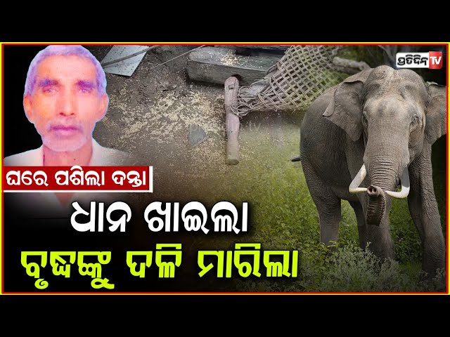 କବାଟ ଭାଙ୍ଗି ପସିଲା ଦନ୍ତା ,ଧାନ ଖାଇ ବୃଦ୍ଧଙ୍କୁ ଦଳିମାରିଦେଲା !Old Man Death in Elephant Attack ,Mayurbhanj