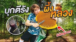 ตีรังผึ้งหลวง กลางป่าดงดิบ!!